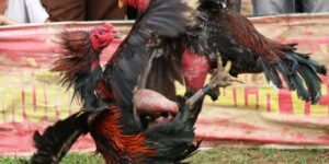 TFood for fighting cocks - Raising fighting cocks to become heroes