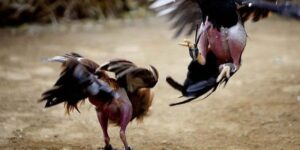 Learn About Heavyweight Fighting Chickens - A Journey to Discover an Interesting Hobby